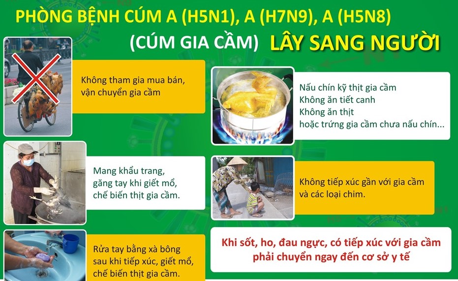 Tăng cường thực hiện các biện pháp phòng, chống cúm gia cầm lây sang người